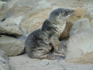 An emaciated sea lion pup in California's Channel Islands.NOAA Fisheries/Alaska Fisheries Science Center