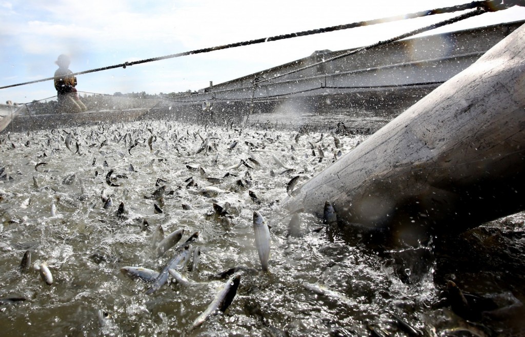 Young salmon called "smolts" are loaded into a floating net suspended on a barge at Mare Island, Calif. (Rich Pedroncelli/AP)