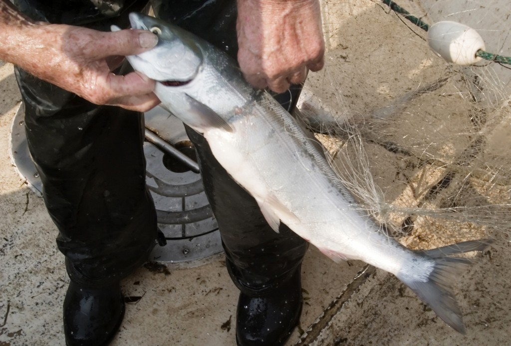 Commercial fisherman Les Clark pulls a sockeye or blueback salmon from his net while fishing on the Columbia River near Skamania, Wash. More than a quarter million sockeye salmon returning from the ocean to spawn are either dead or dying in the Columbia River and its tributaries. (Gordon King/Yakima Herald-Republic via AP)