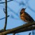 Birds’ activity hints at the arrival of spring