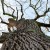 How removing trees can kill you