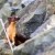 Trails along water in Everett offer views of wildlife