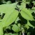 Do You Hike? Want to Help Get Rid of Noxious Weeds?