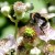 Native bee species spotted for first time since ’90s
