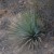 Native American Skills: Making Rope Out of Agave or Yucca