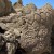Petroglyphs the oldest in North America