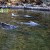2 accused of illegally selling caviar, steelhead, salmon