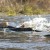 Elwha River sees largest run of Chinook in decades