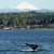 Orcas draw crowds in Washington