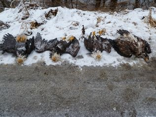 Reward at $20,500 for information in eagle deaths