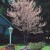 Spring Planting is Near: Join the Arbor Day Foundation in February and Receive 10 Free Redbud Trees