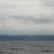 Gray whale sighted near Mission Beach