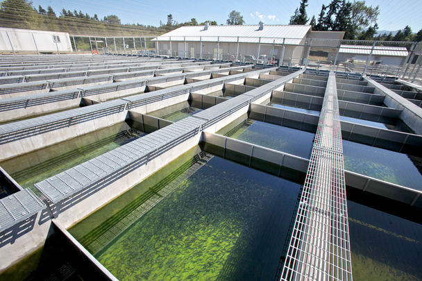 The new Elwha Tribal fish hatchery on the Elwha reservation is to be used to supplement populations of fish that naturally recolonize the river as habitat becomes available. Photo: Steve Ringman / The Seattle Times, 2011