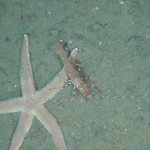 A large brown spot shrimp and a predatory sea star. Photo: Ed Bowlby, NOAA/Olympic Coast NMS 