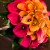 Visit Slahal Floral for Valentine’s Day