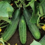 Territorial's new cucumber variety, Patio Snacker, grows in a compact bush or can be trained to a trellis. Photo: Territorial Seed Co.