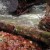 Stillaguamish Tribe sponsors salmon habitat restoration on Cherokee Creek