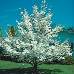 Join the Arbor Day Foundation in March 2013 and receive 10 free white flowering dogwood trees.