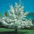 Spring is in the Air Join the Arbor Day Foundation in March and Receive 10 Free Trees