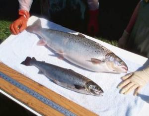 Aqua Bounty has applied for federal approval to commercially produce a growth-enhanced, transgenic Atlantic salmon (Salmo salar). At 18 months, the transgenic fish is clearly much larger than the same-age normal fish. But overall growth of the same generation of fish evens out by 36 months. (Image Credit: Aqua Bounty Technologies)