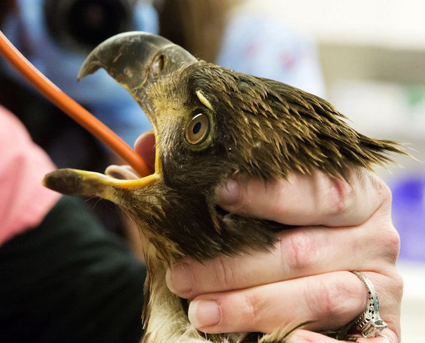 A volunteer at the West Sound Wildlife Shelter on Bainbridge Island nurses one of the eagles sickened by eating carcasses of euthanized horses. Photo: Dottie Tison