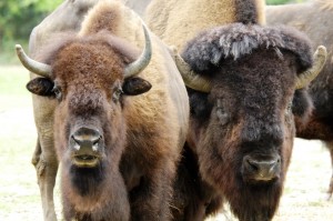 A pair of American Bison at the Bronx Zoo. (Julie Larsen Maher/WCS)