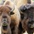 Oglala Sioux Tribe evicting tribal ranchers to make way for bison park