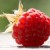 The Joys of Fresh, Plump Raspberries