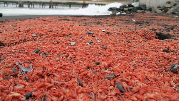 Thousands of dead sea creatures blanket the southern shores of Chile. photo: AP