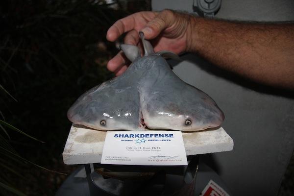 Patrick Rice, Shark Defense / Florida Keys Community CollegeThis two-headed bull shark fetus was in the womb of a female captured off Florida in April 2011.