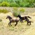 Yakamas urge feds to consider horse slaughter
