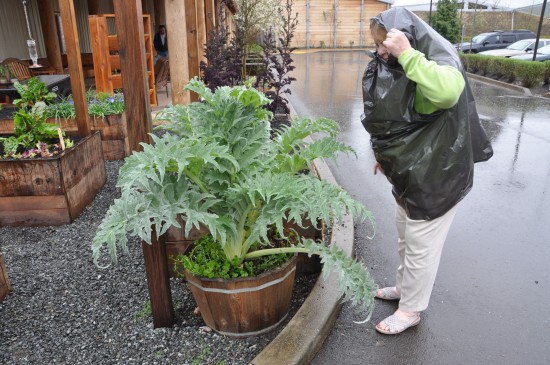 Carol Kapua fascinates over the artichoke plant