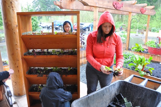 Gardeners replant Lettuce in the lettuce wall