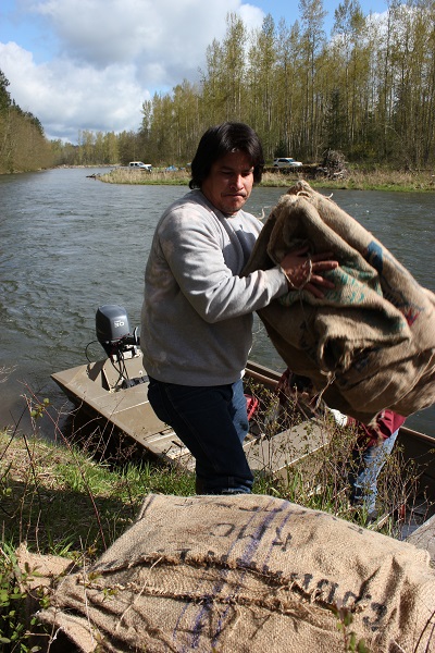 Eddy Villegas, a member of the Nisqually Tribe’s planting crew, unloads burlap sacks after a trip across the river.