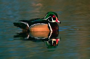 U.S. Fish and Wildlife ServiceWood ducks are among the many birds you can see at Nisqually National Wildlife Refuge.