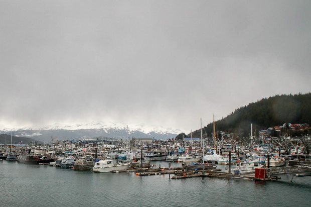 The Copper River salmon season began at 7 a.m. Thursday, and gillnet fishermen will fish the Copper River Delta for 12 hours. The forecast initially called for gale-force winds, with gusts up to 45 mph by midday. But Mother Nature sided with the fishermen for the most part. Prince William Sound Marketing Assn. 