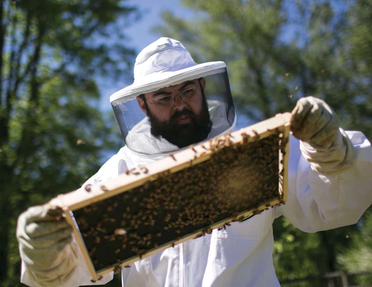 Nick Adams / The HeraldQuentin Williams checks over his bees in the back yard of his Snohomish home on May 5. Williams, the manager of Beez Neez, has six hives with two breeds of bees. A federal report suggests that parasites, malnutrition and pesticide exposure are behind the decline in bee colonies nationwide.