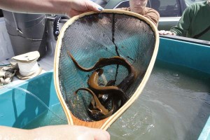 Lamprey release on Tuesday, May 14, 2013. (SARA GETTYS / Yakima Herald-Republic)