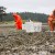 Swinomish Tribe seeds beach for subsistence manila clam harvest