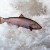 First Copper River Salmon Arrive in Seattle