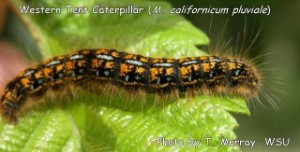 The Western tent caterpillar’s (Malacosoma californicum pluviale) body is dark with spots of white, orange and blue. White and orange-yellow tufts of hair poke out from each segment.