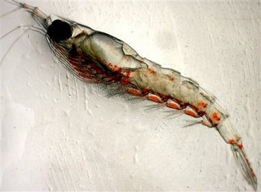 This undated photo from NOAA Fisheries Service shows a species of Pacific krill. Millions of the inch-long shrimp-like animals have been washing up on beaches between Eureka, Calif., and Newport, Ore., and scientists don't exactly know why. Strong winds may have pushed them ashore while they were mating near the surface, or they may have run into an area of low oxygen.AP Photo/NOAA, Jaime Gomez Gutierrez