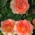 Maximize and Extend the Beauty of Roses with Proper Care