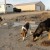 Tests due to see if birth control shots will work in feral dogs on Indian reservations