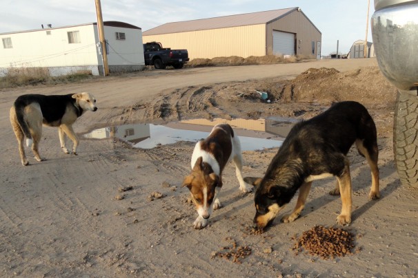 Tests due to see if birth control shots will work in feral dogs on Indian reservations