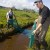 Salmon using restored tidal channels in Skokomish Tidelands