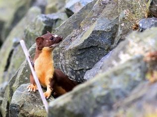 A weasel pokes its heads out of the rocks along the boat launch parking lot.