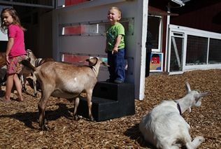 Mark Mulligan / The HeraldQuaid Jones of Lake Stevens can't believe the herd of goats surrounding him and his sister, Tessa, at the Forest Park petting zoo in 2012.
