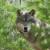 WDFW asks public’s help to generate leads in shooting of radio-collared wolf