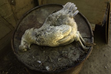 In this May 23, 2014 photo, a chicken carcass lies on top of a tank found by grape grower Pascual Abalos Godoy on his morning rounds, who believes the chicken died from drinking contaminated water, in El Corral, near the facilities of Barrick Gold Corp's Pascua-Lama project in northern Chile. The residents living in the foothills of the Andes, where for as long as anyone can remember, have drunk straight from the glacier-fed river that irrigates their orchards and vineyards with clean water. Since the Barrick gold mine project moved in, residents claim the river levels have dropped, the water is murky in places and complain of health problems including cancerous growths and aching stomachs. (AP Photo/Jorge Saenz)